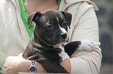 ADULTE ET CHIEN 404